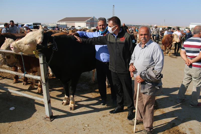 kurban bayrami oncesi hayvan pazarini ziyaret ettik